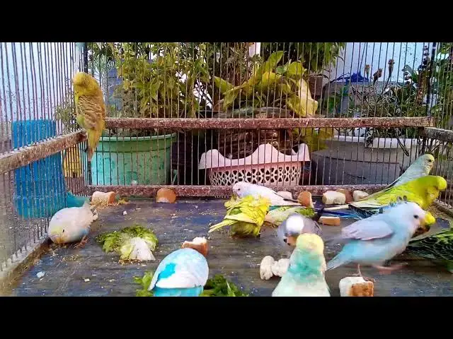 'Video thumbnail for セキセイインコを飼う前に知っておきたい注意点'
