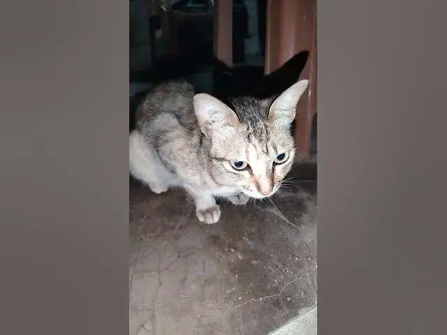 'Video thumbnail for cut cat asking me to play'