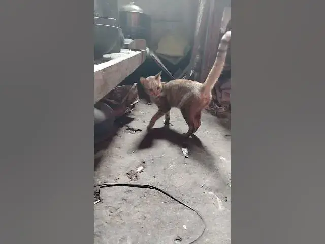 'Video thumbnail for cat play with mom'