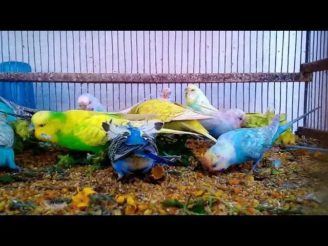 'Video thumbnail for Colorful Budgies Unveiling the Most Beautiful Mutations! 💚✨'