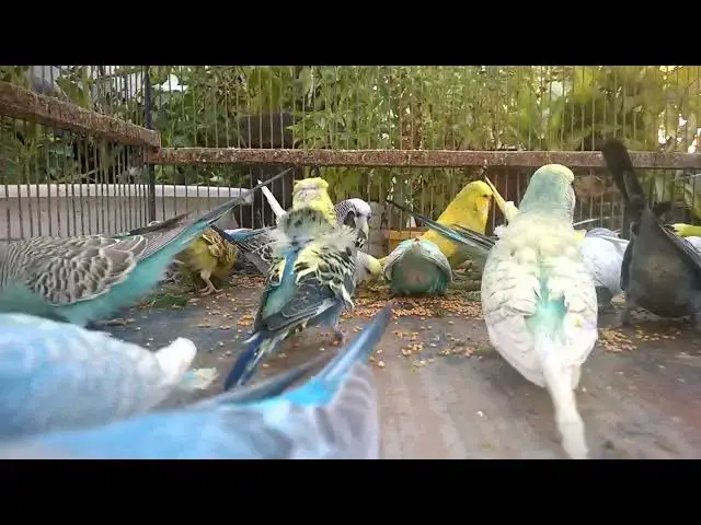 'Video thumbnail for 🐦 How to Make Your Budgie Happy in Just ONE Day – Must Try Tips! 🎯✨'