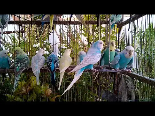 'Video thumbnail for セキセイインコと過ごす優しい時間🕊️｜癒しのBGM代わりに🎧'