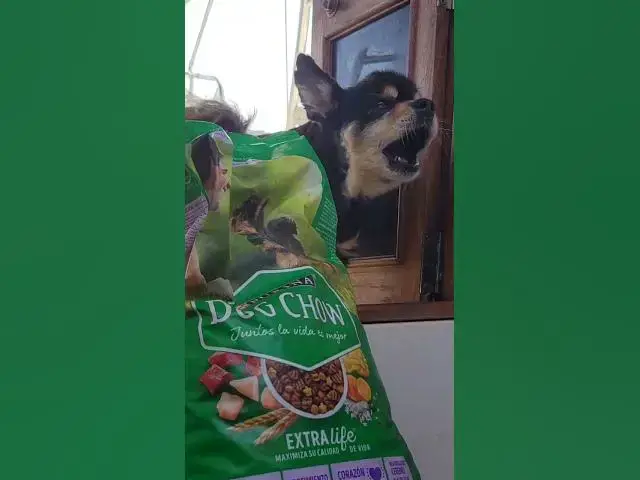 'Video thumbnail for Bella's new Dominican dog food #svaguaazul #sailboat #boat'