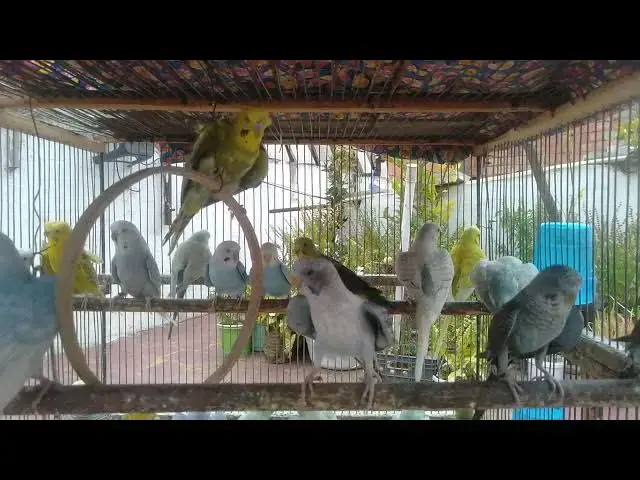 'Video thumbnail for 自然音だけの世界｜セキセイインコの調べ🌿🎶'