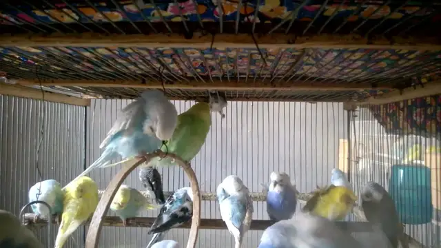 'Video thumbnail for From Sadness to Hope – Top 5 Smartest Parrots That Will Amaze You! 🤯🧠'