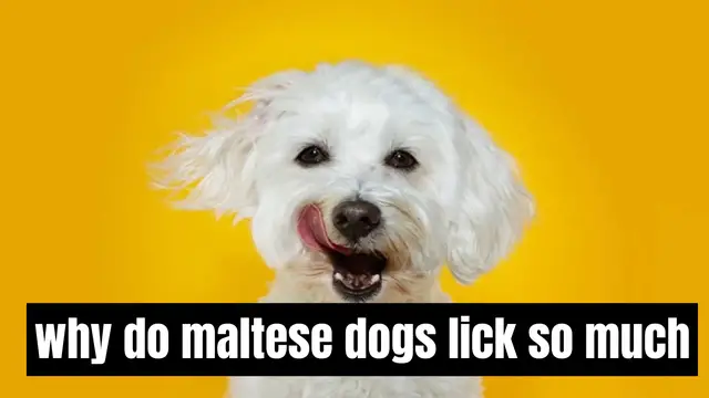 'Video thumbnail for Why Do Maltese Dogs Lick So Much?'