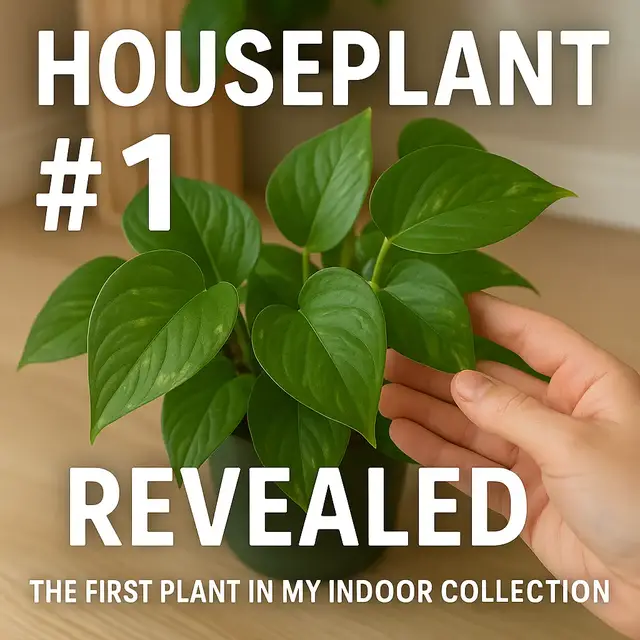 'Video thumbnail for 🌿 Houseplant Number 1 Revealed | The First Plant in My Indoor Collection'
