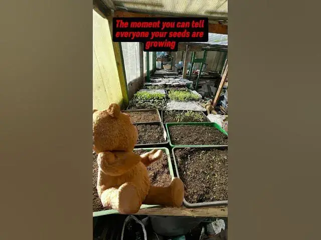 'Video thumbnail for The moment you can share pics of your plants growing #gardening #allotment #garden'
