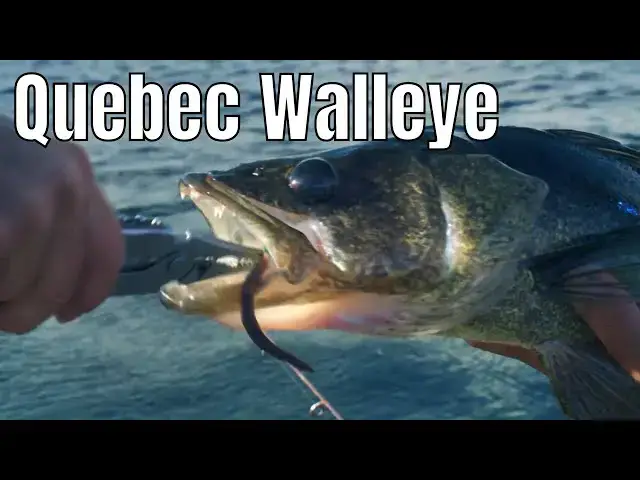 'Video thumbnail for Quebec Walleye Off The Beaten Path | Fish'n Canada'