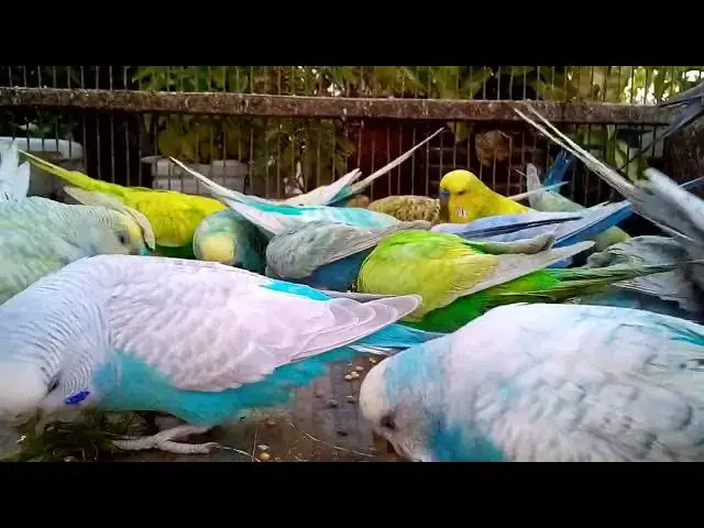 'Video thumbnail for 🏆 Compete in Budgie Contests and Win Big Financial Rewards! 🏅🤑'