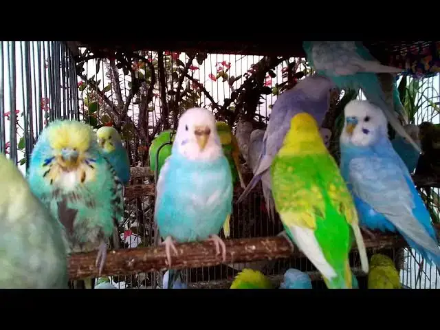 'Video thumbnail for 🎵 Budgie Chirping as White Noise – Best for Studying, Work & Sleep 📚 #WhiteNoise'