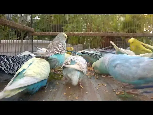 'Video thumbnail for 🐦 The Happy Bird Journey! 🌟 How to Transform Your Pet's Life in Just 24 Hours with These Simple St'
