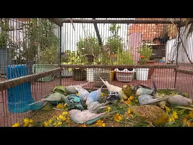 'Video thumbnail for Laughter & Love Funny Budgie Sounds That Brighten Your Day! 😂💚'