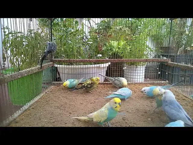 'Video thumbnail for Pure Nature Budgies Just Being Themselves 🌿🐤'