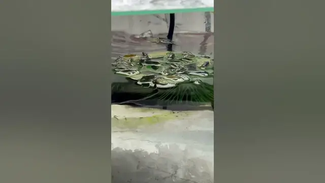 'Video thumbnail for Sign you need to do a water change. Your shrimp try to escape and get out of the water. #signs'