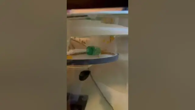 'Video thumbnail for Newly hatched Green dragon bristlenose Pleco babies'